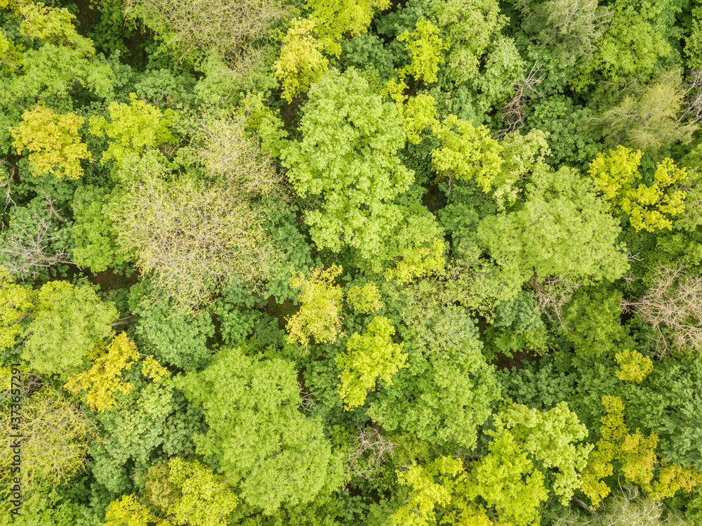 Green tops of mixed forest trees in late spring. Sunny clear day. Aerial drone top view.