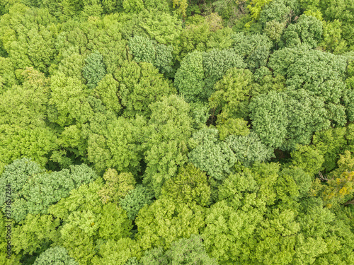 Fototapeta Naklejka Na Ścianę i Meble -  Green tops of mixed forest trees in late spring. Sunny clear day. Aerial drone top view.