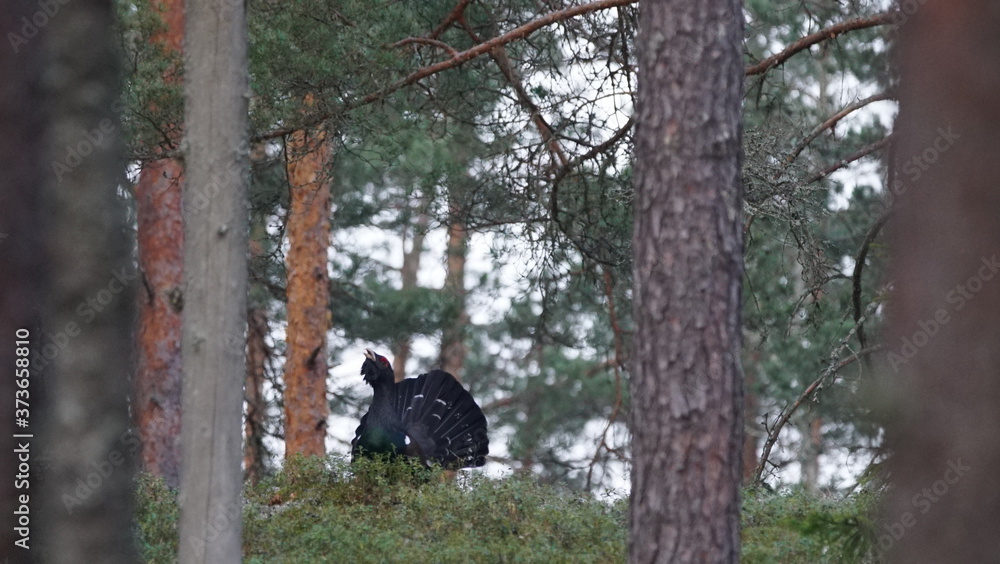 Western capercaillie (Tetrao urogallus), also known as the wood grouse, heather cock, or just capercaillie in pine forest, North of Belarus Western capercaillie (Tetrao urogallus), also known as the wood grouse, heather cock, or just capercaillie in pine forest, North of Belarus