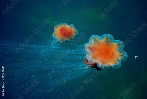 Closeup shot of Lion's Mane Jellyfish in the underwater photo