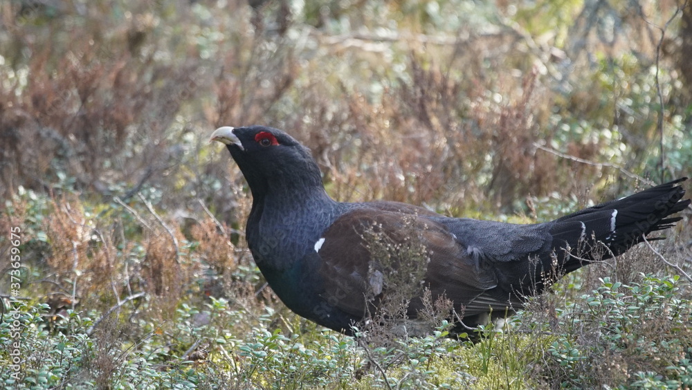 Fototapeta premium Western capercaillie (Tetrao urogallus), also known as the wood grouse, heather cock, or just capercaillie in pine forest, North of Belarus