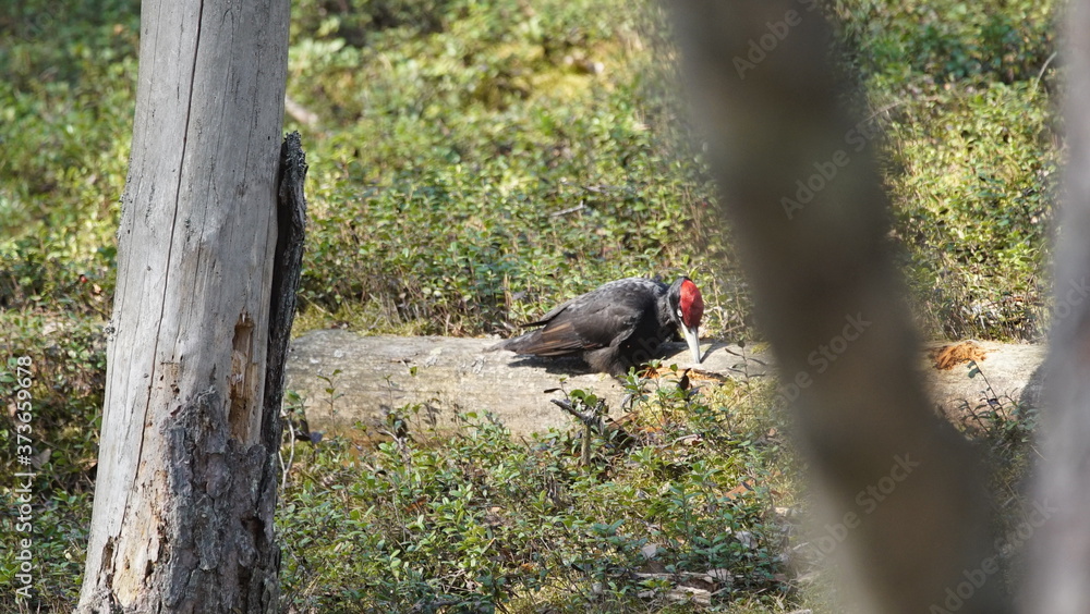 Western capercaillie (Tetrao urogallus), also known as the wood grouse, heather cock, or just capercaillie in pine forest, North of Belarus