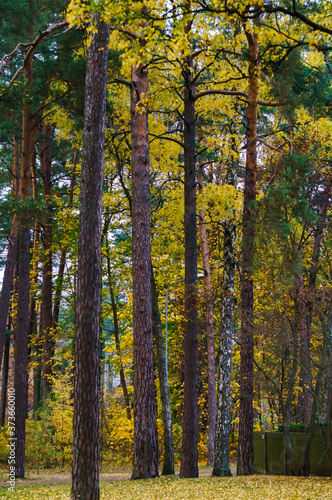 Fototapeta Naklejka Na Ścianę i Meble -  Yellow leaves on the trees in the last days of autumn.