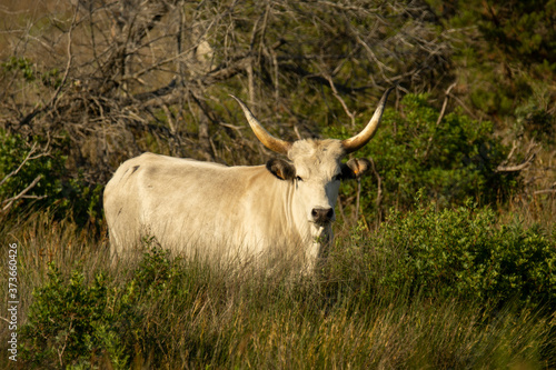 Italy Tuscany Grosseto, natural park of the Maremma nature reserve Alberese Uccellina wild animals in the wild