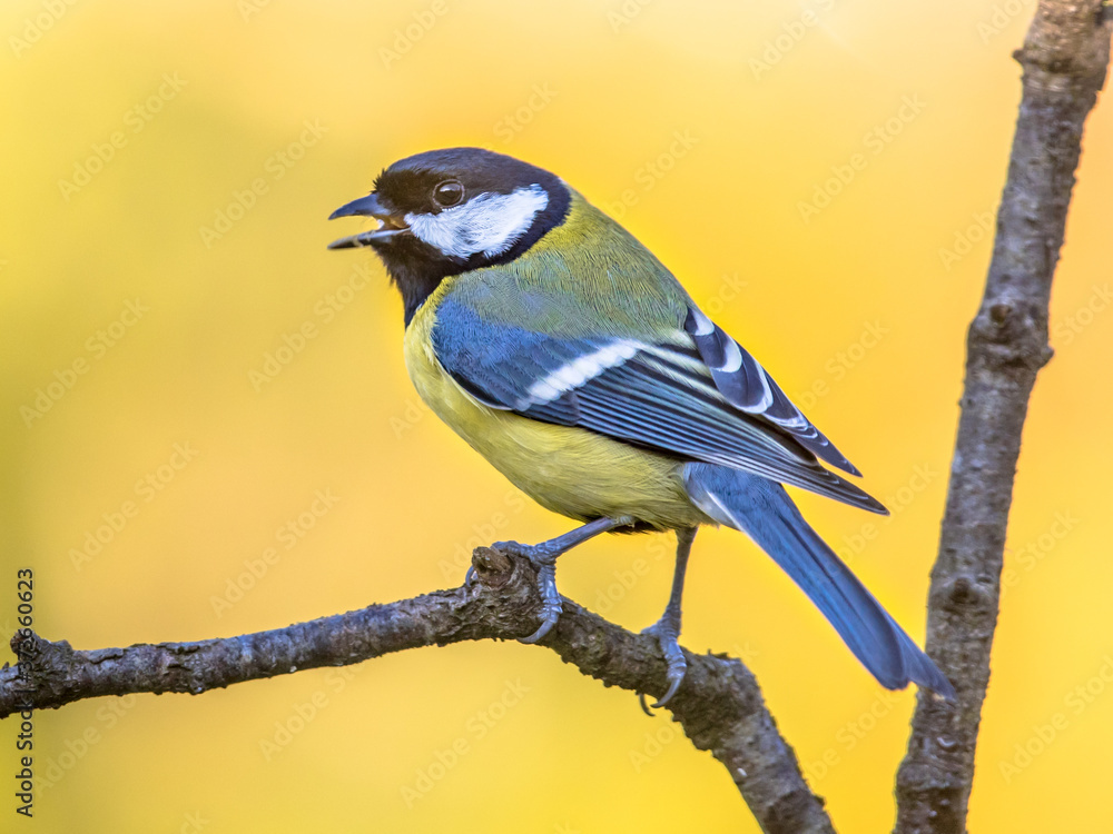 Obraz premium Great tit autumn background