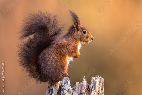 Red squirrel sitting bright background large