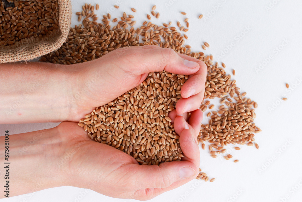 Female cupped hands holding heart shaped heap of wheat grains over sack and heap of seeds. Top view, closeup. Harvest, farming, agriculture concept Female cupped hands holding heart shaped heap of wheat grains over sack and heap of seeds. Top view, closeup. Harvest, farming, agriculture concept