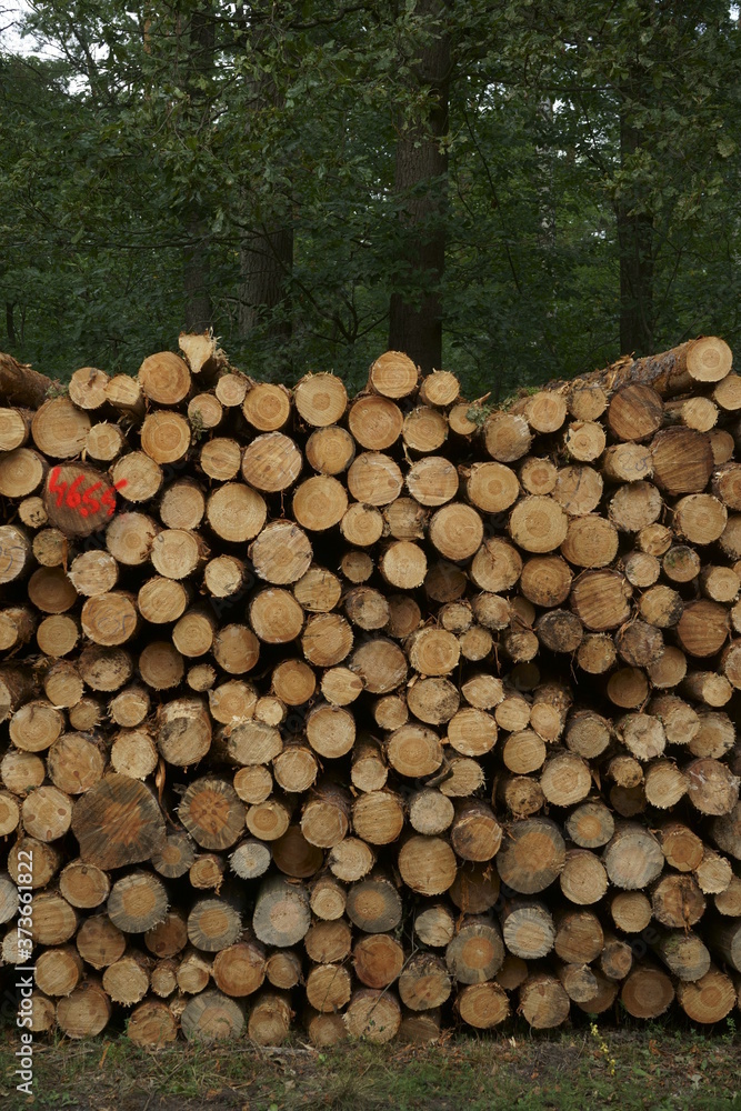 Stack of wood in Szczawinski Forest.