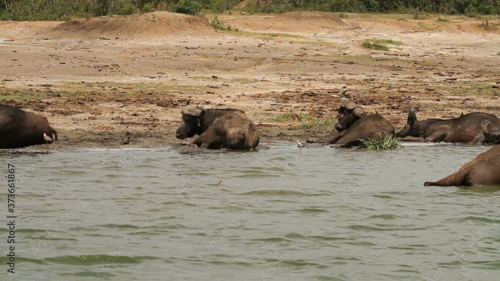 Cape buffalo (Syncerus caffer) in kazinga channel