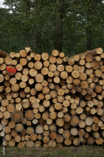 Stack of wood in Szczawinski Forest.
