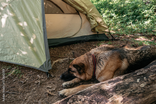 A beautiful thoroughbred German dog sleeps in nature. A German shepherd lies resting near a tent in the woods. Dog traveler, rest in the forest. Dog in the campsite near the tent.
