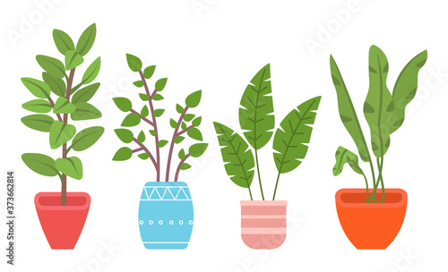 Potted evergreen house plants. Eco style illustration, modern and elegant home decor, vector flowers. Set of decorative indoor plants in ceramic containers for interior decoration isolated on white