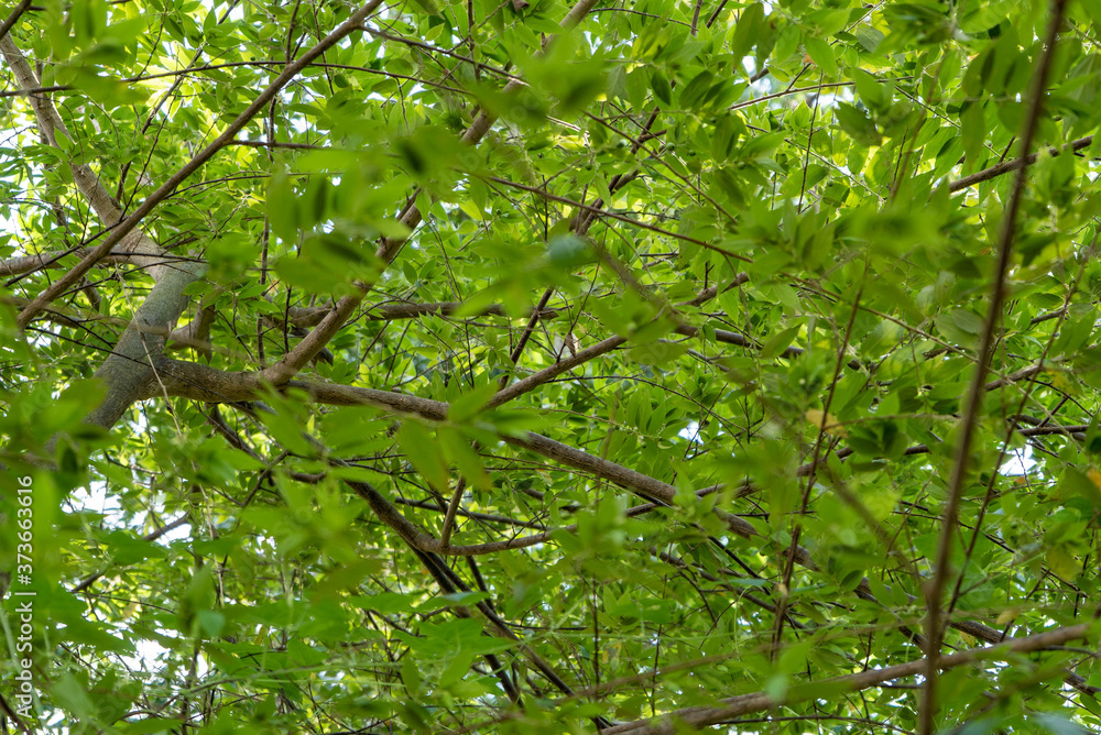 Fototapeta premium Chaotic branched and leaves. Plant fight to get to the top