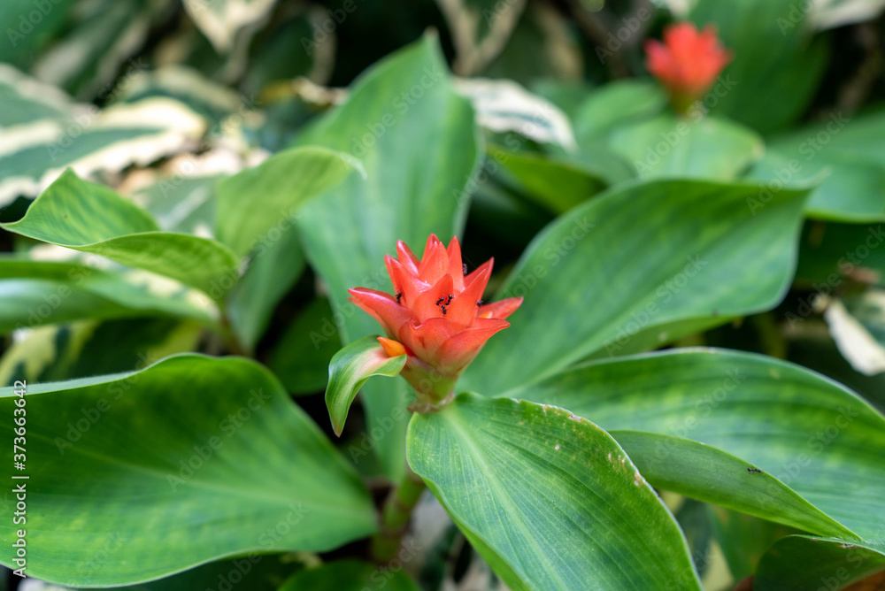 Flower waiting to bloom surrounded by leafs Flower waiting to bloom surrounded by leafs