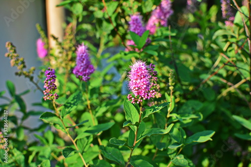 blossom of hardhack (Spiraea douglasii or Spiraea salicifolia) or steeplebush, Douglas' spirea, douglasspirea or rose spirea photo