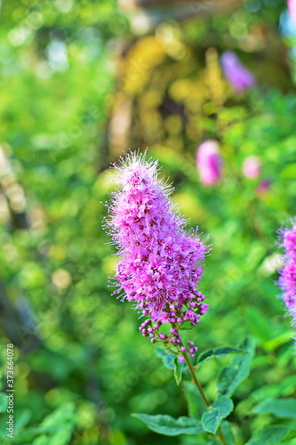 blossom of hardhack (Spiraea douglasii or Spiraea salicifolia) or steeplebush, Douglas' spirea, douglasspirea or rose spirea photo