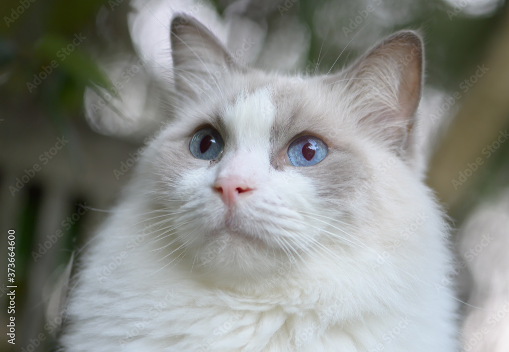Ragdoll Cat Portrait Ragdoll Cat Portrait