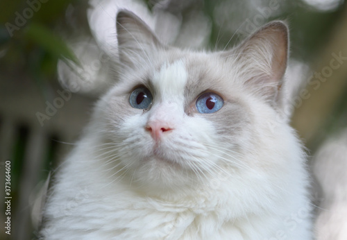 Ragdoll Cat Portrait