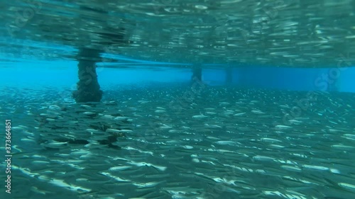 Wallpaper Mural Massive school of small fish hiding under pier.  Torontodigital.ca