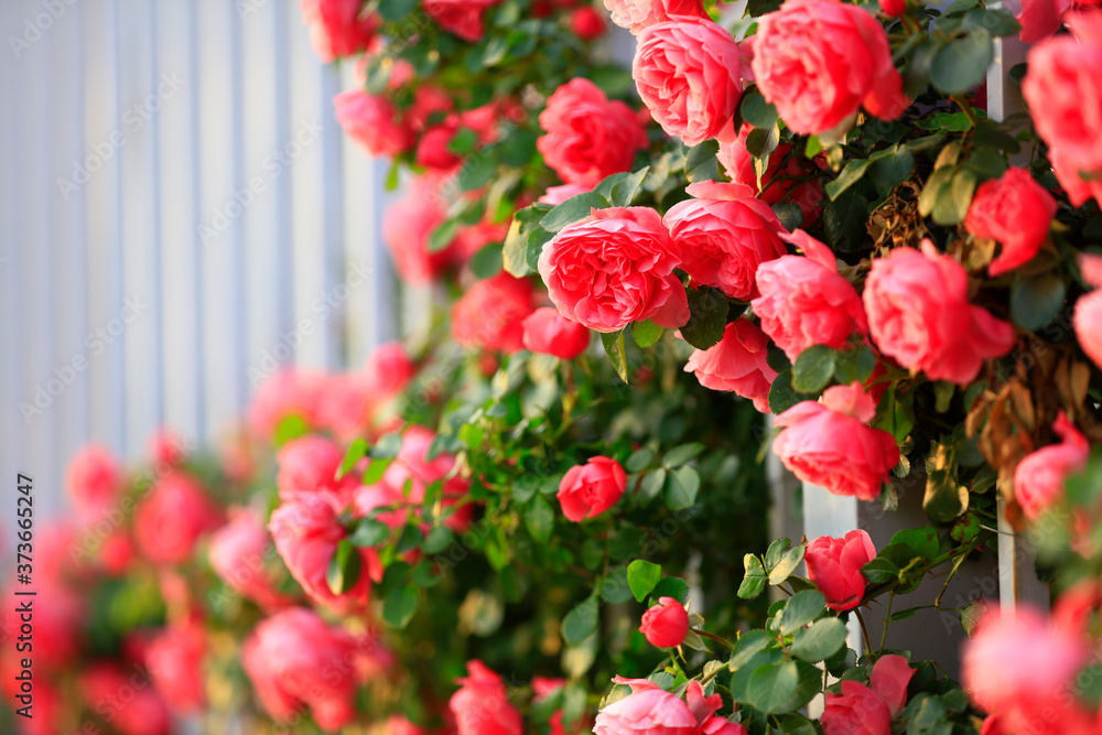 In the summer, The roses are in full bloom In the summer, The roses are in full bloom