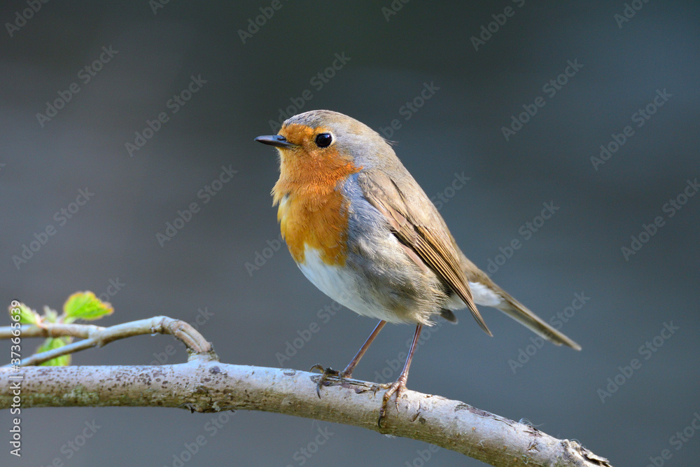 Rotkehlchen (Erithacus rubecula) Rotkehlchen (Erithacus rubecula)
