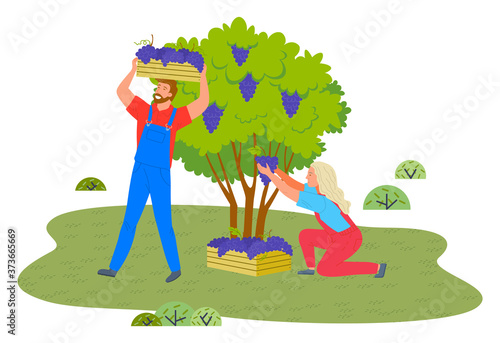 Man and woman are picking grapes from bushes on a vineyard plantation. Farmers collecting ripe grapes autumn harvest in wooden containers. Winery production. Working on a counrtyside, harvest time