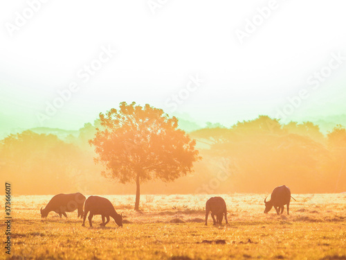 Herds of buffalo in the desert at sunset