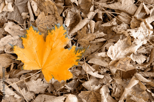 Yellow autumn maple leaf isolated on a color background.