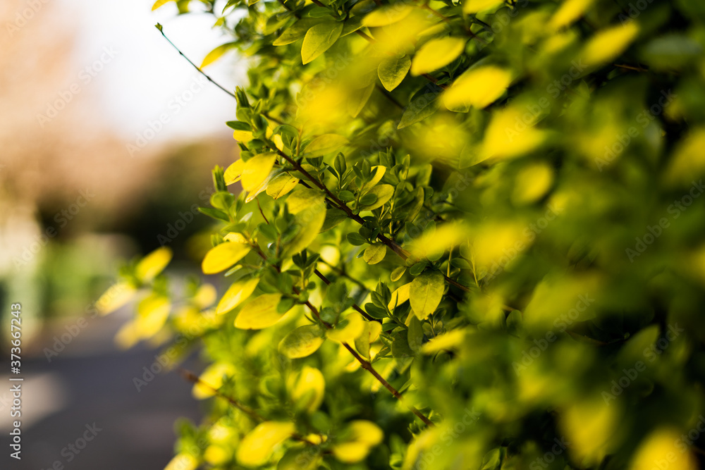 Obraz premium Detail on green and yellow shrub with soft focus 