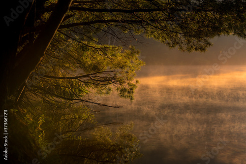 Fotografía Early in the morning at sunrise with fog above the quiet lake and pine trees with leafy branches bending towards the surface of the misty river in a magical atmosphere