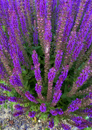 Wild purple salvia sage flower bush background