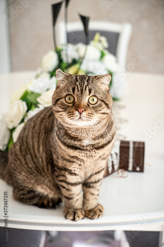 Fat cat playing with wedding rings and accesories
