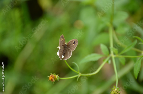 the small beautiful brown butterfly hold on white flower with plant. © amit