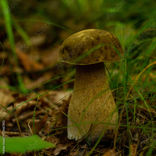 beautiful mushrooms in the forest