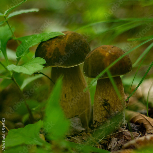beautiful mushrooms in the forest
