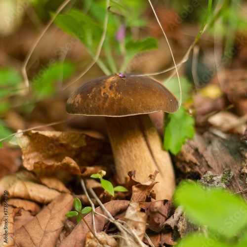 beautiful mushrooms in the forest