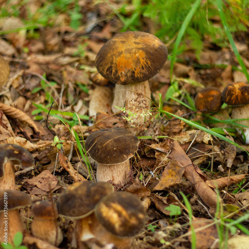 beautiful mushrooms in the forest