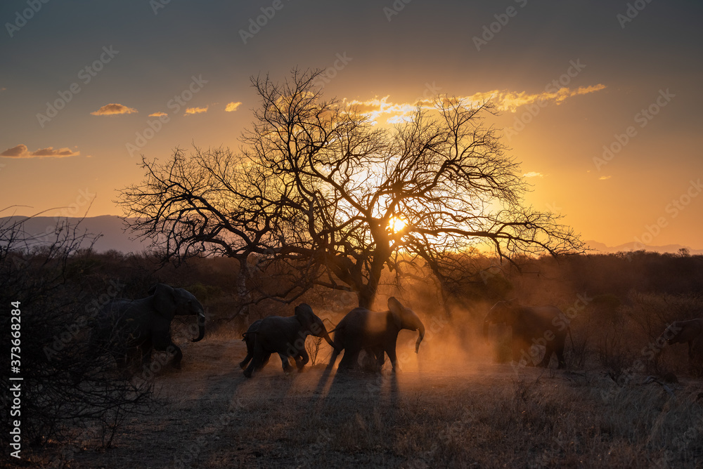 Obraz premium elephant with a sunset