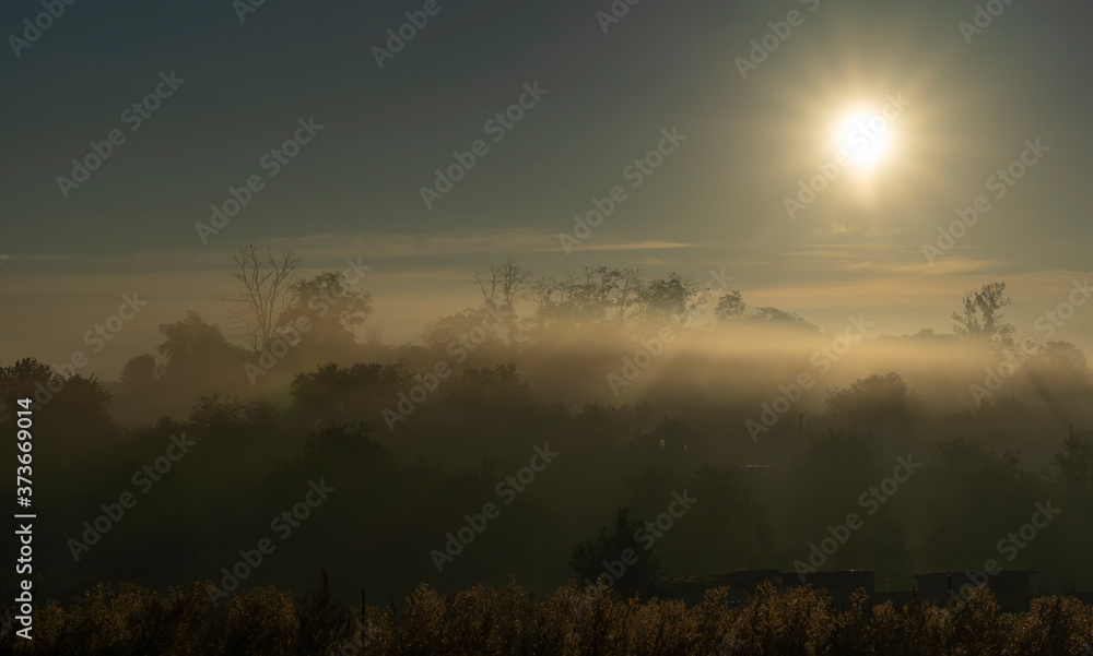 Fototapeta premium Foggy morning in a forest