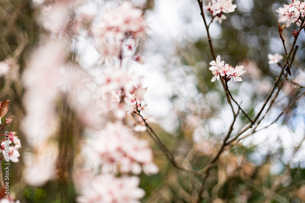 Pink cherry blossom in sharp and soft focus Pink cherry blossom in sharp and soft focus