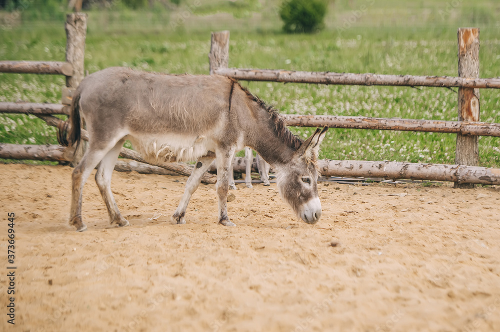 Gray donkey goes and looks for something in the sand. Gray donkey goes and looks for something in the sand.