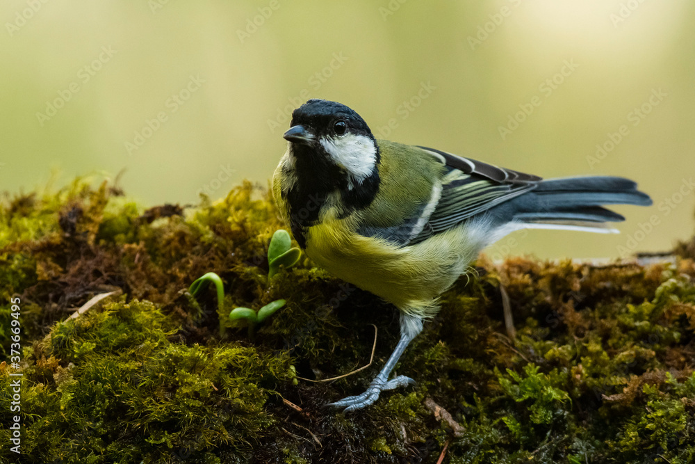 Obraz premium A great tit (Parus major) perched on a moss floor