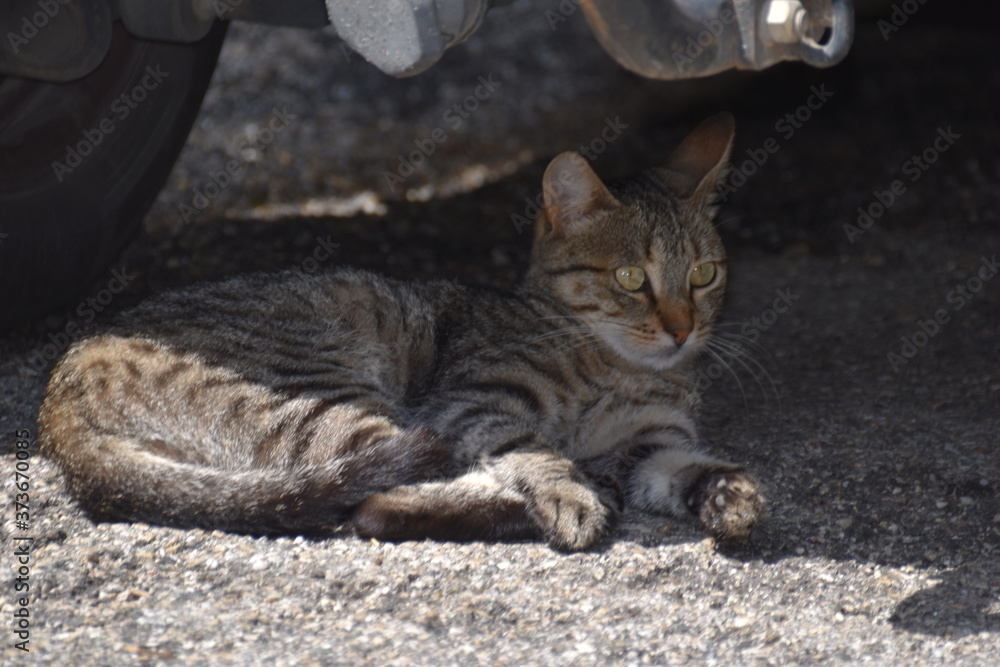 Katze liegt im Schatten eines Autos und ruht sich aus. Katze liegt im Schatten eines Autos und ruht sich aus.