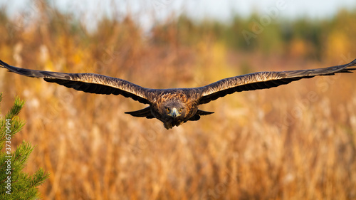 Magnificent golden eagle, aquila chrysaetos, flying over the field in autumn. Proud brown feathered animal looking to the camera with spread wings approaching from font. Wild bird of prey landing in