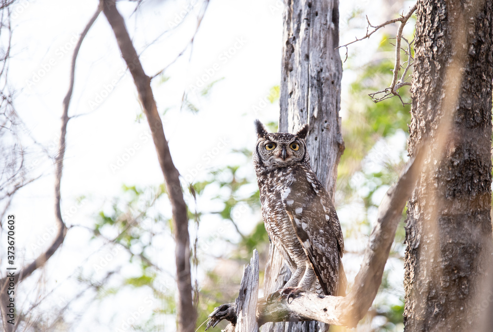 spotted eagle owl in daylight spotted eagle owl in daylight