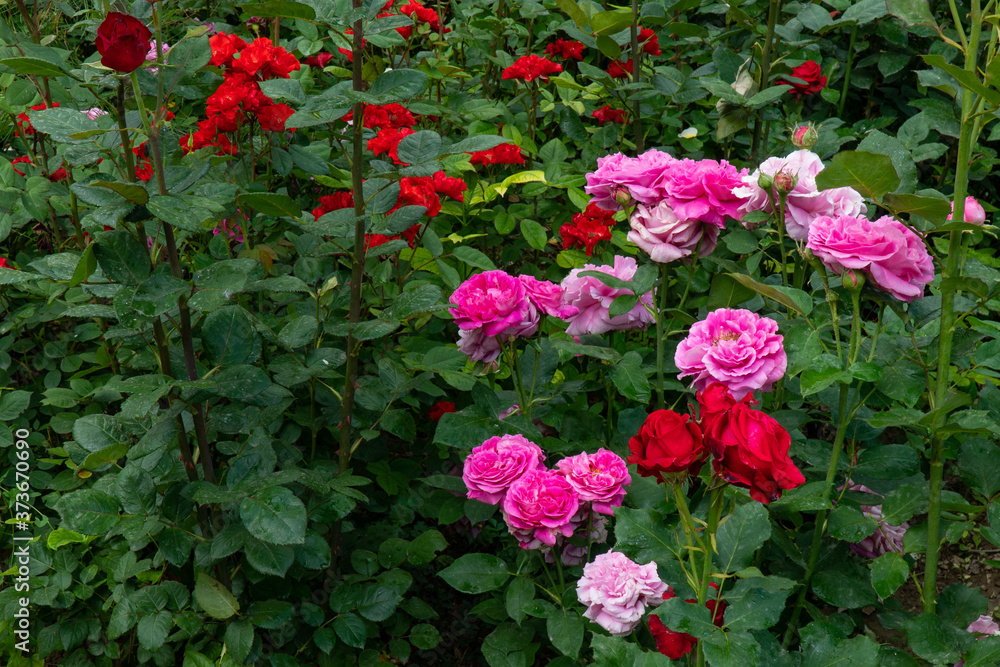 A flower bed with blooming multi-colored roses.