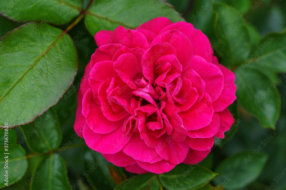 The flowery pink rose in full splendor between green leaves. Close-up.