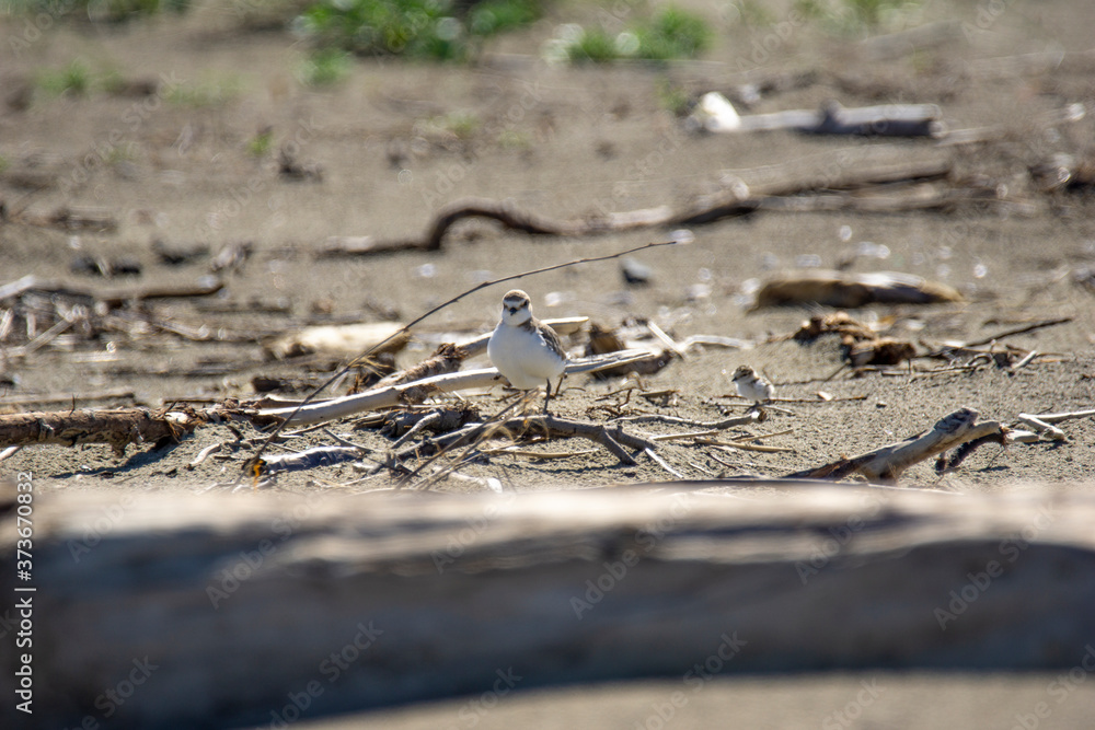 Italy Tuscany Maremma, on the beach towards Mouth of Ombrone, Calidris alba three-toed sandpiper, chick close-up view Italy Tuscany Maremma, on the beach towards Mouth of Ombrone, Calidris alba three-toed sandpiper, chick close-up view