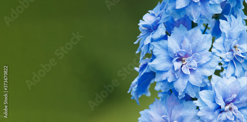 Bild auf Leinwand Blue inflorescences delphinium on a green background.