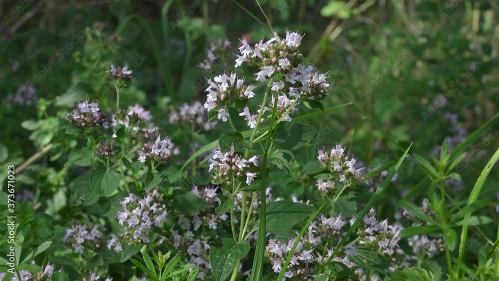Blooming of the Oregano (wild marjoram). Blooming of the Oregano (wild marjoram).
